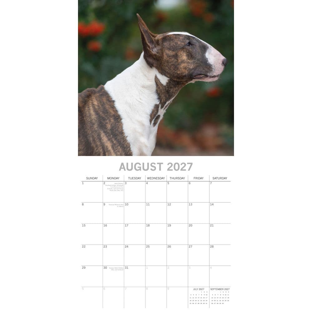Bull Terriers 2027 Wall Calendar Second Alternate Image
