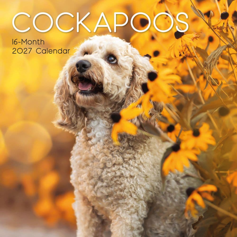 Cockapoos 2027 Wall Calendar Main Product Image