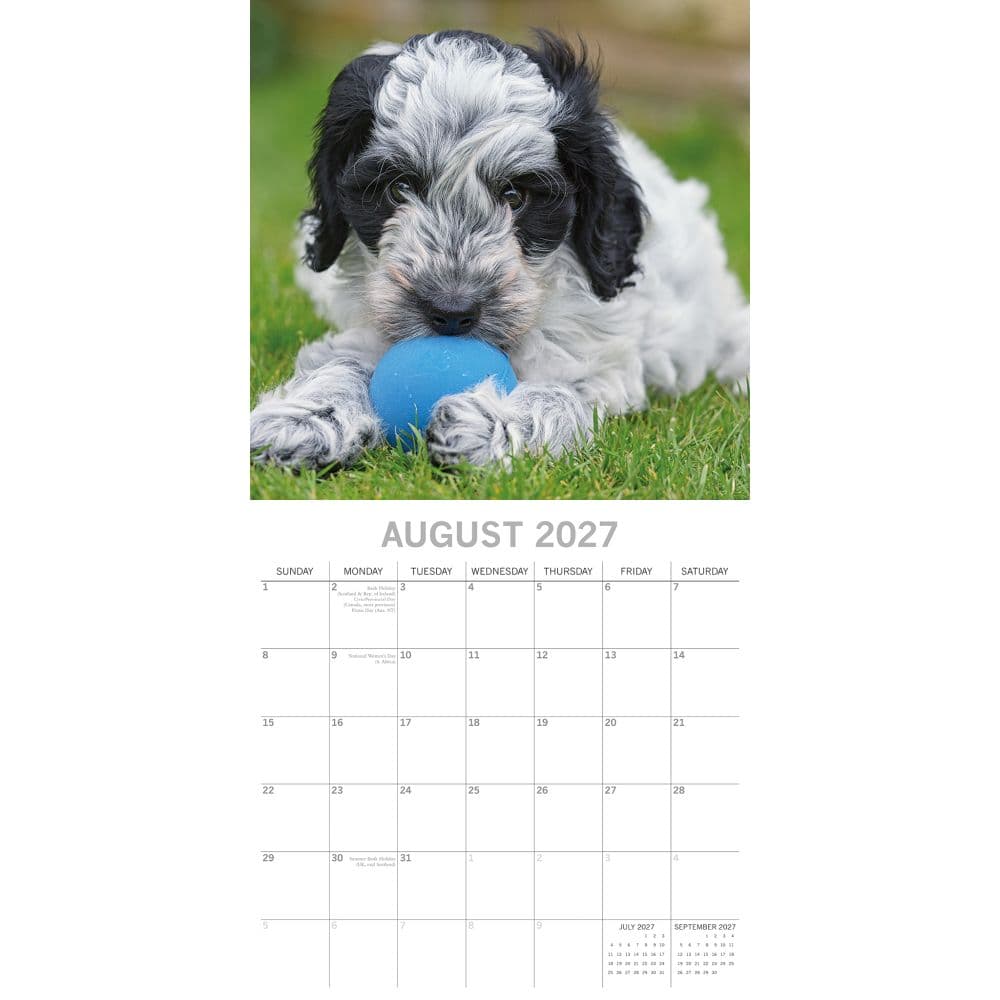 Cockapoos 2027 Wall Calendar Second Alternate Image