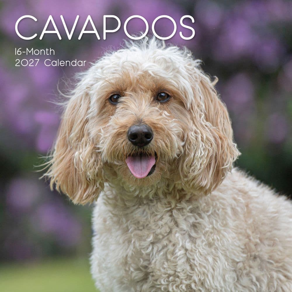 Cavapoos 2027 Wall Calendar Main Product Image