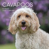 image Cavapoos 2027 Wall Calendar Main Product Image