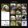 image Cavapoos 2027 Wall Calendar First Alternate Image