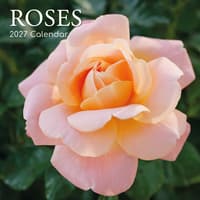 image Roses 2027 Wall Calendar Main Product Image