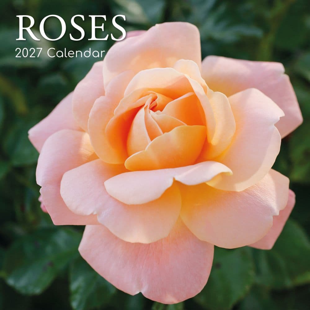 image Roses 2027 Wall Calendar Main Product Image