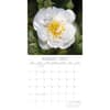image Roses 2027 Wall Calendar Second Alternate Image