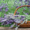 image Lavender 2027 Wall Calendar Main Product Image