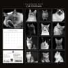 image Cat Portraits 2027 Wall Calendar First Alternate Image