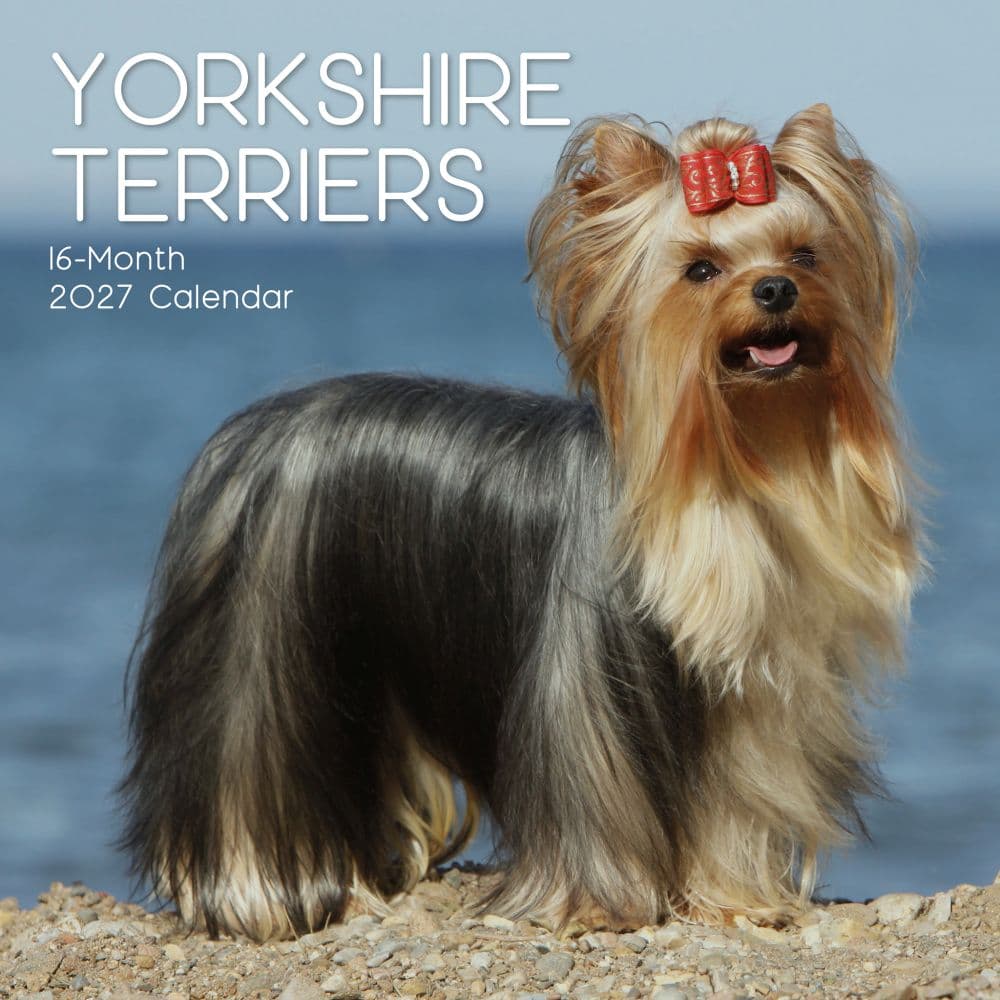 image Yorkshire Terriers 2027 Wall Calendar Main Product Image