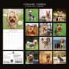 image Yorkshire Terriers 2027 Wall Calendar First Alternate Image