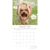 image Yorkshire Terriers 2027 Wall Calendar Second Alternate Image