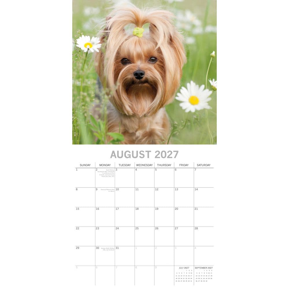 Yorkshire Terriers 2027 Wall Calendar Second Alternate Image