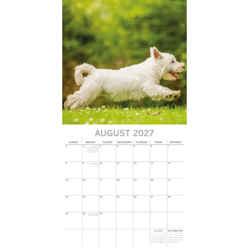 West Highland White Terriers 2027 Wall Calendar Second Alternate Image