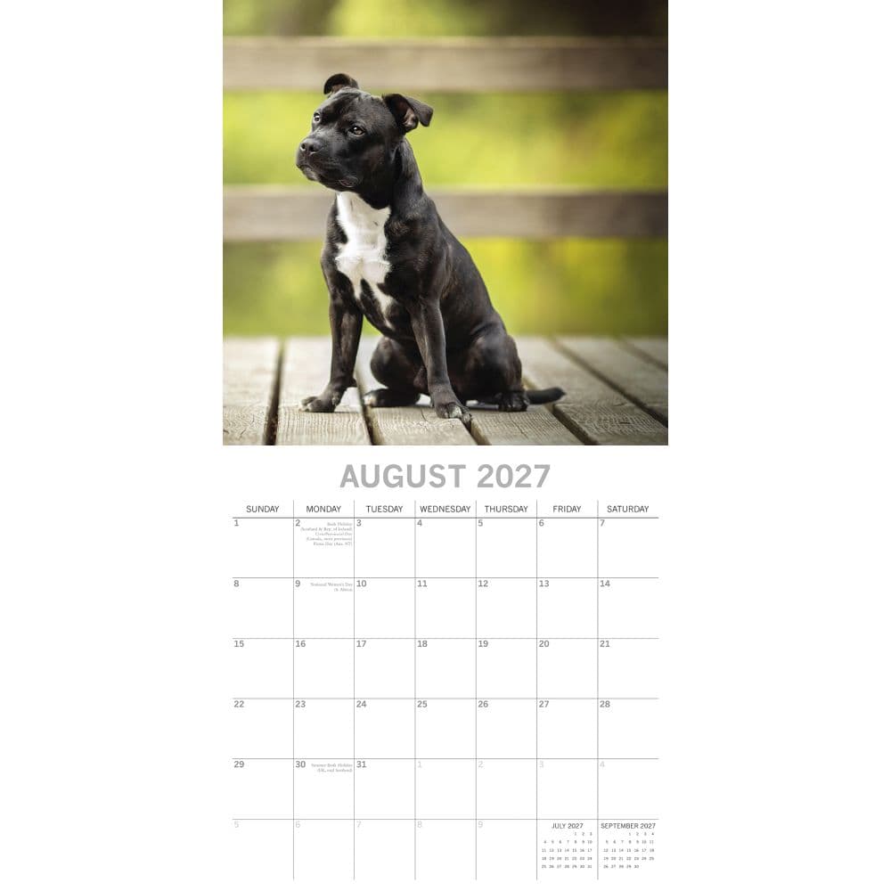 Staffordshire Bull Terriers 2027 Wall Calendar Second Alternate Image