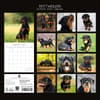 image Rottweilers 2027 Wall Calendar First Alternate Image