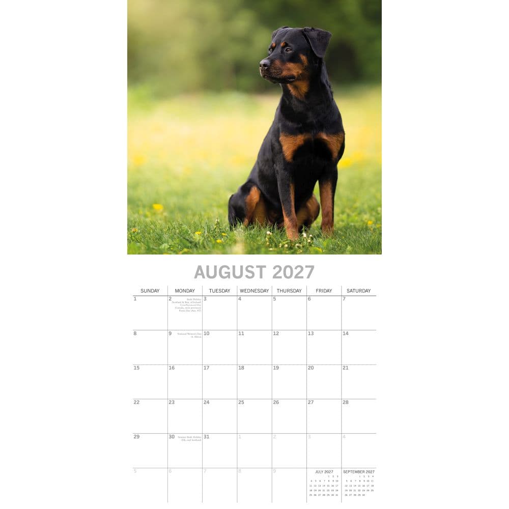 Rottweilers 2027 Wall Calendar Second Alternate Image