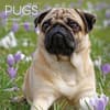 image Pugs 2027 Wall Calendar Main Product Image