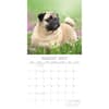 image Pugs 2027 Wall Calendar Second Alternate Image