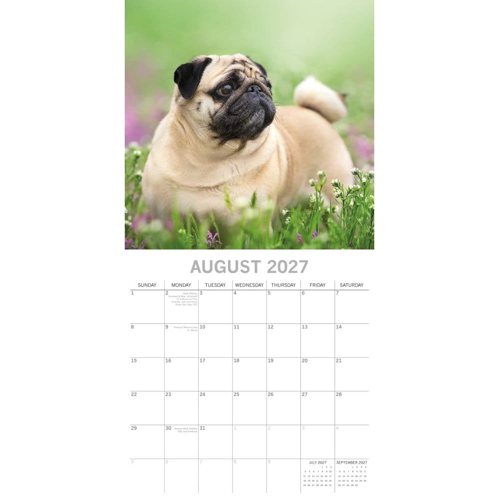 Pugs 2027 Wall Calendar Second Alternate Image