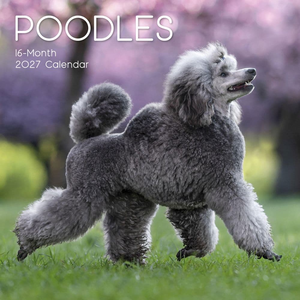 Poodles 2027 Wall Calendar Main Product Image
