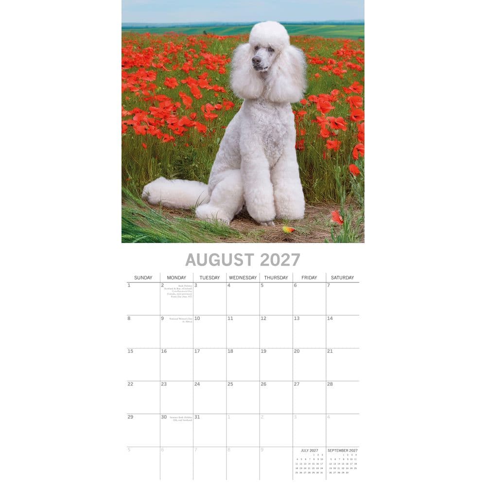 Poodles 2027 Wall Calendar Second Alternate Image