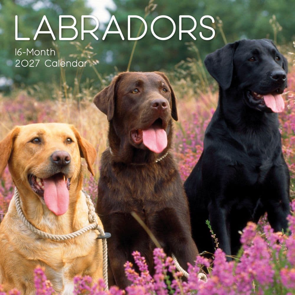 Labradors 2027 Wall Calendar Main Product Image