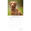 image Labradors 2027 Wall Calendar Second Alternate Image