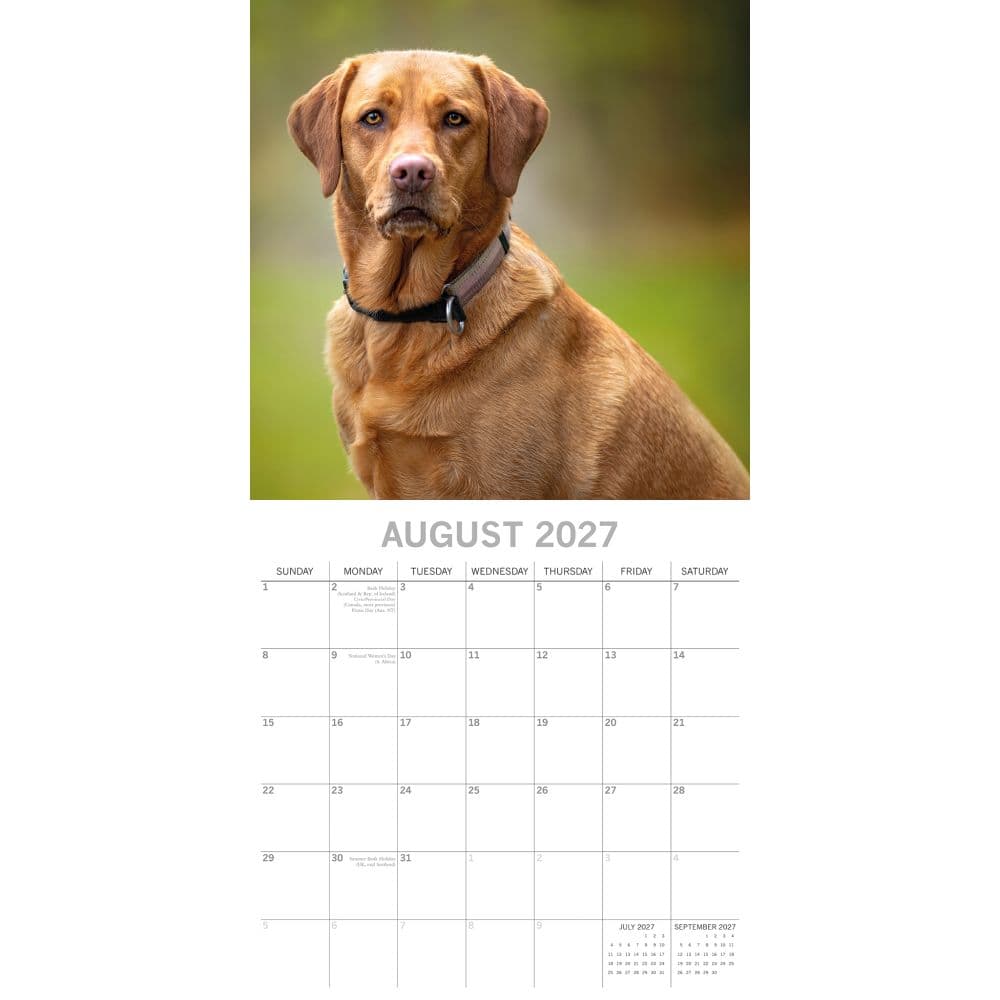 Labradors 2027 Wall Calendar Second Alternate Image