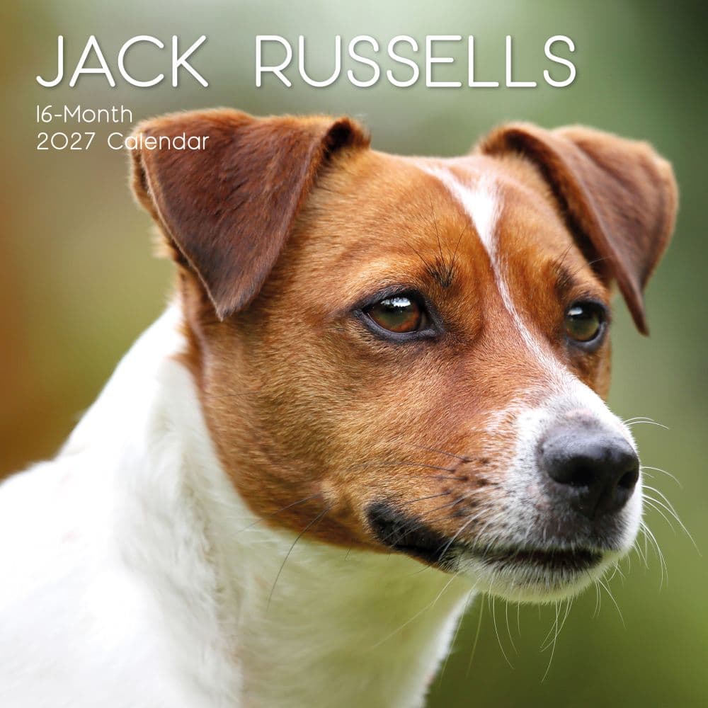 Jack Russells 2027 Wall Calendar Main Product Image