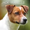 image Jack Russells 2027 Wall Calendar Main Product Image