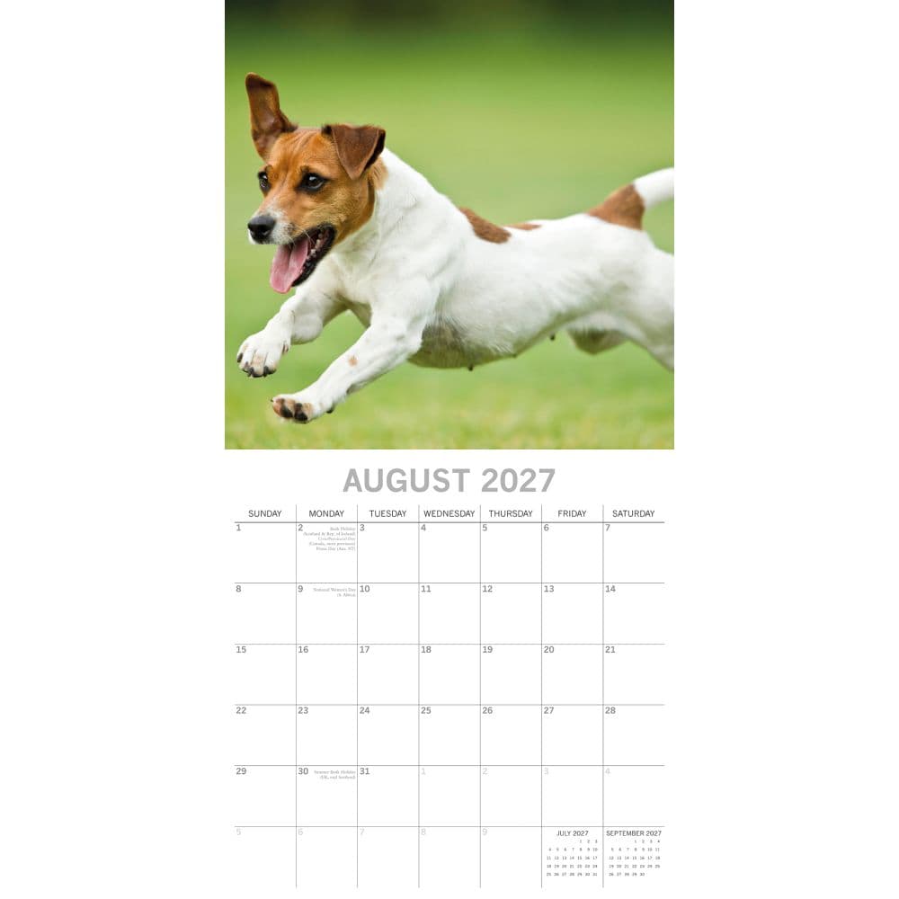 Jack Russells 2027 Wall Calendar Second Alternate Image