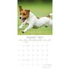 image Jack Russells 2027 Wall Calendar Second Alternate Image