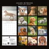 image Golden Retrievers 2027 Wall Calendar First Alternate Image