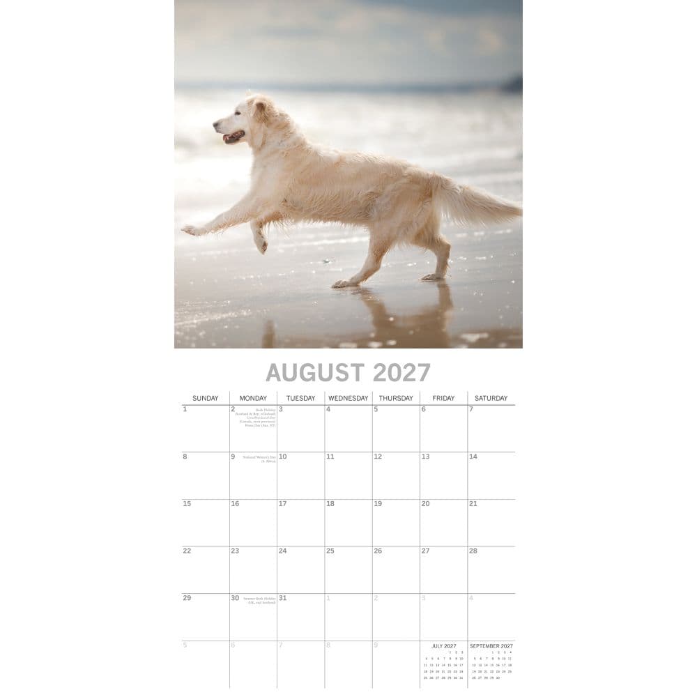 Golden Retrievers 2027 Wall Calendar Second Alternate Image