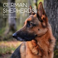 image French Bulldogs 2027 Wall Calendar Main Product Image