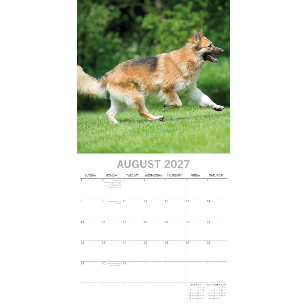 German Shepherds 2027 Wall Calendar Second Alternate Image