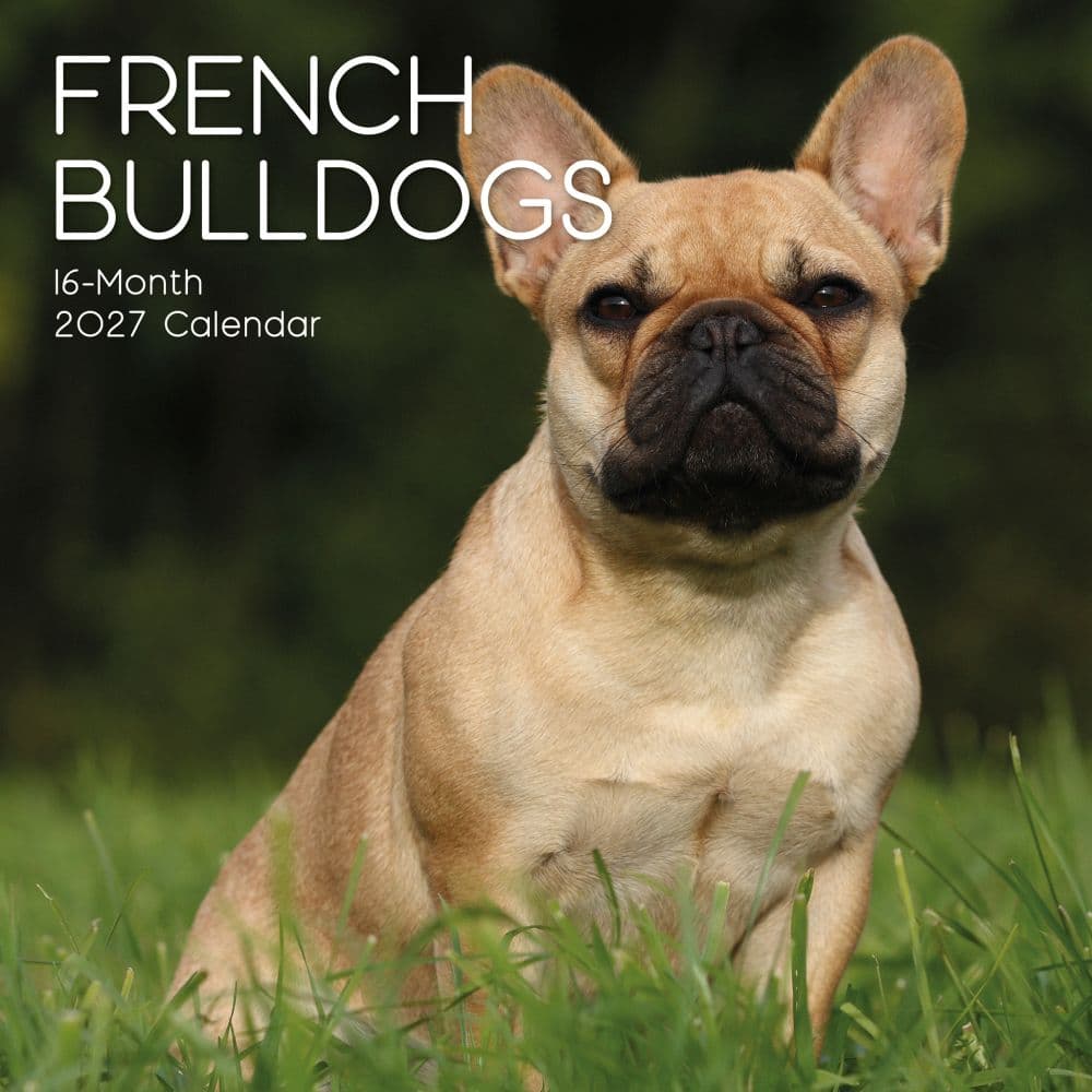 Dobermanns 2027 Wall Calendar Main Product Image