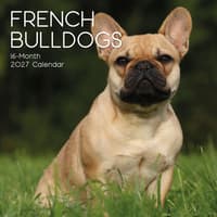 image Dobermanns 2027 Wall Calendar Main Product Image