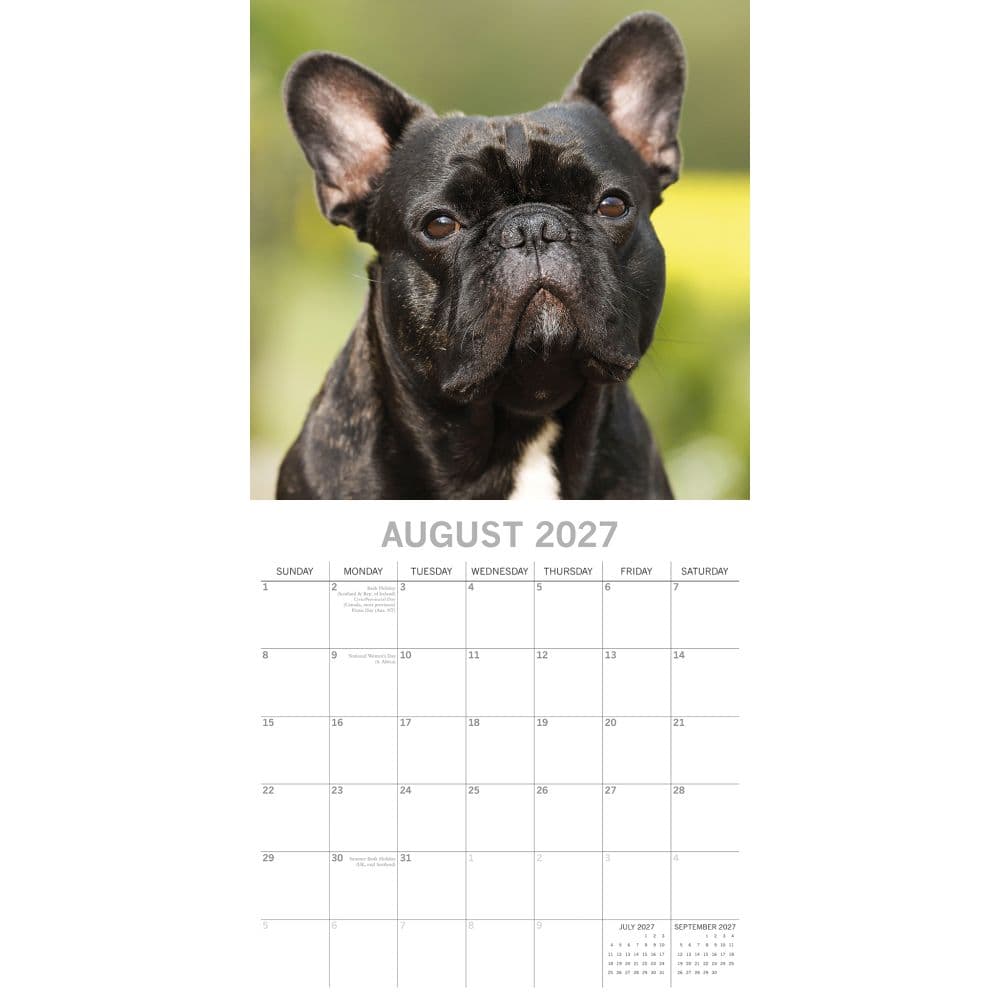 French Bulldogs 2027 Wall Calendar Second Alternate Image