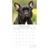 image French Bulldogs 2027 Wall Calendar Second Alternate Image