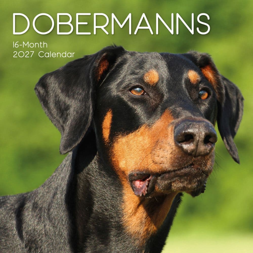 Dobermanns 2027 Wall Calendar Main Product Image