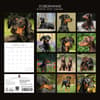 image Dobermanns 2027 Wall Calendar First Alternate Image