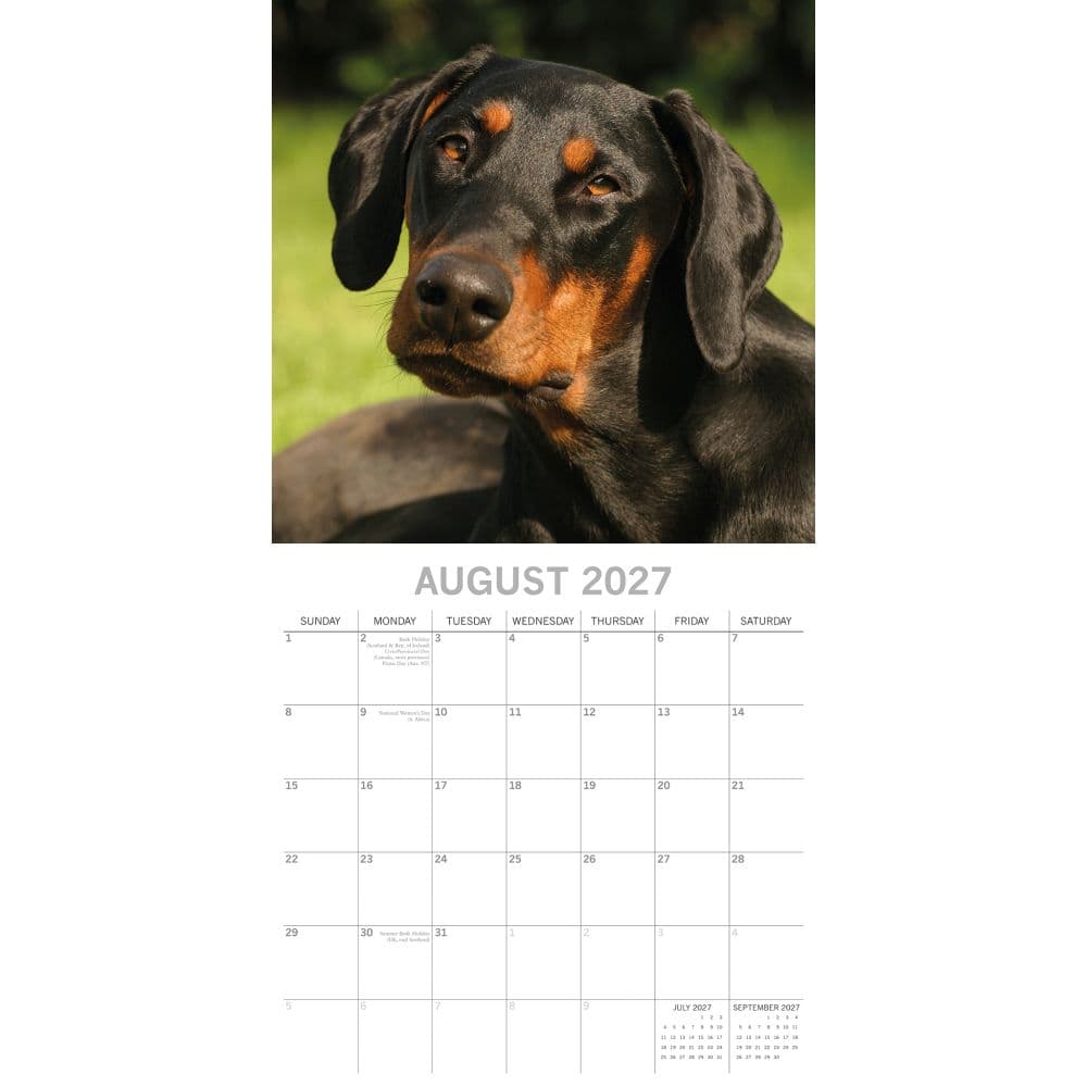 Dobermanns 2027 Wall Calendar Second Alternate Image