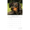 image Dobermanns 2027 Wall Calendar Second Alternate Image