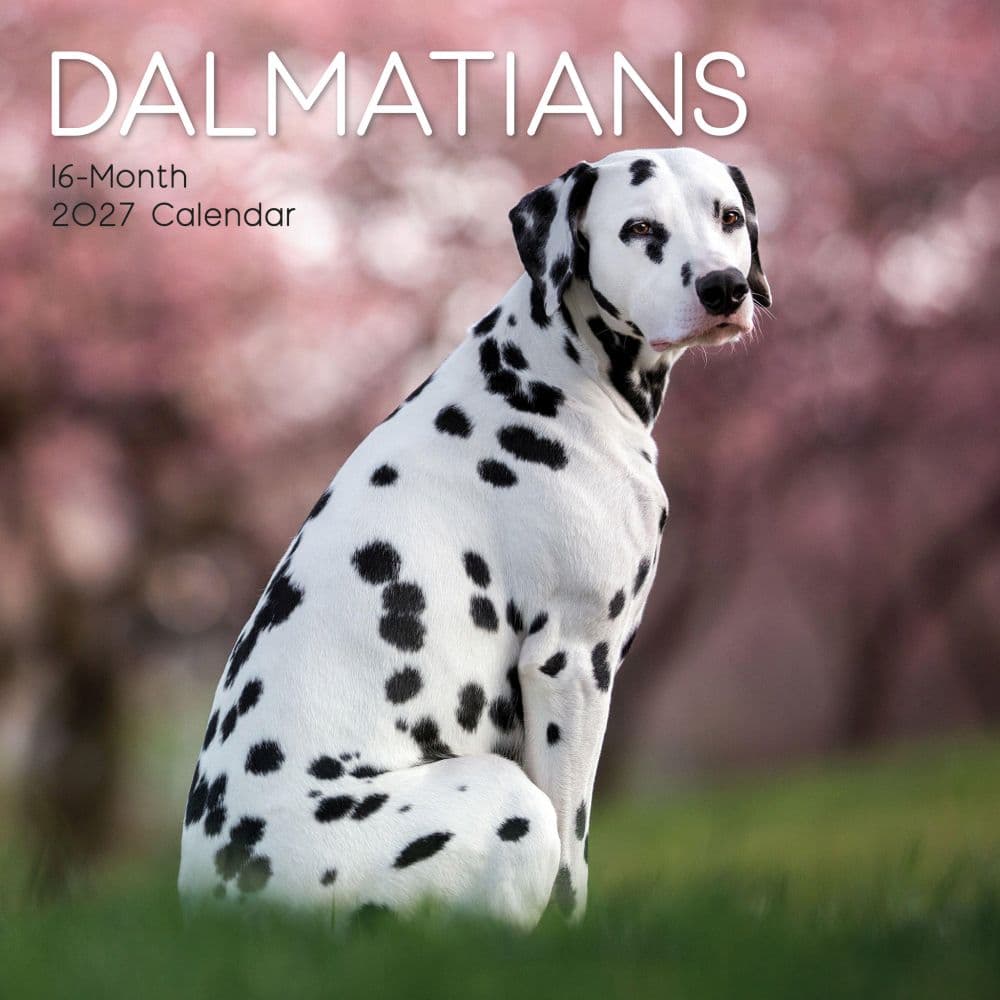 image Dalmatians 2027 Wall Calendar Main Product Image