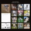 image Dalmatians 2027 Wall Calendar First Alternate Image