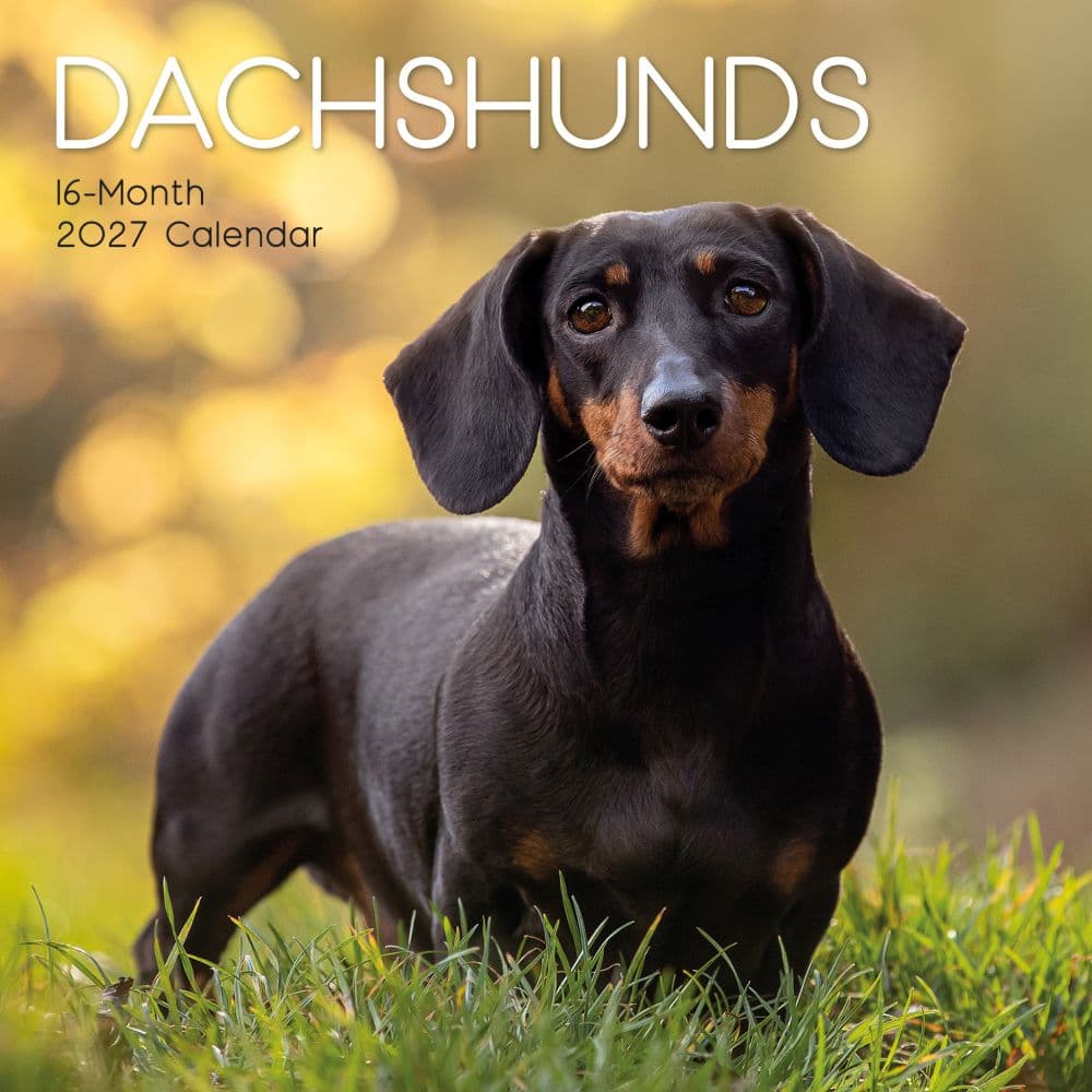 Dachshunds 2027 Wall Calendar Main Product Image