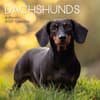 image Dachshunds 2027 Wall Calendar Main Product Image