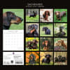 image Dachshunds 2027 Wall Calendar First Alternate Image