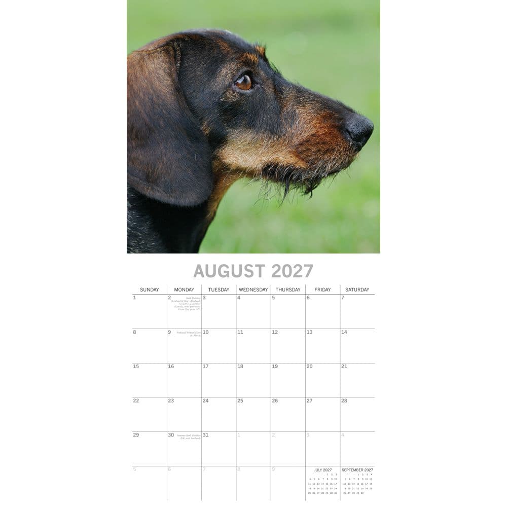 Dachshunds 2027 Wall Calendar Second Alternate Image