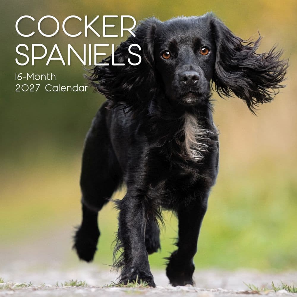 image Cocker Spaniels 2027 Wall Calendar Main Product Image